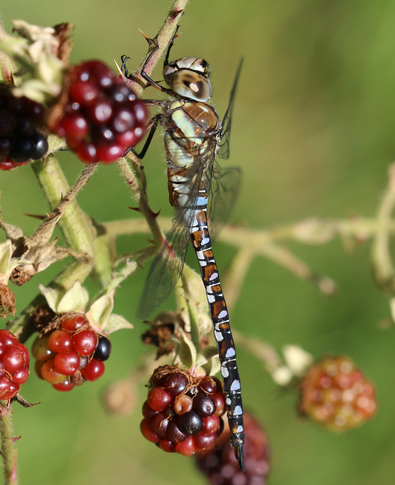 Herbst Mosaikjungfer