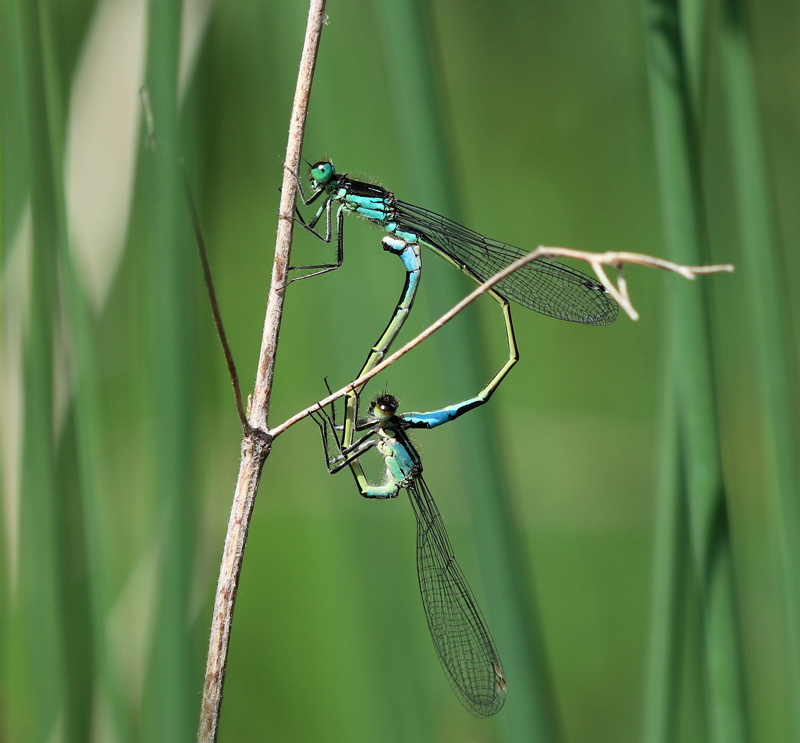 Große Pechlibelle