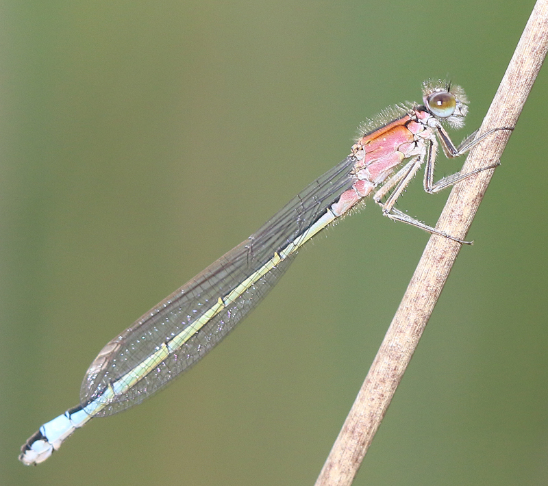 Große Pechlibelle