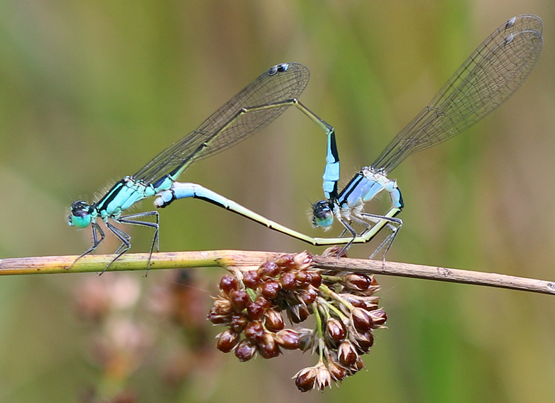 Große Pechlibelle