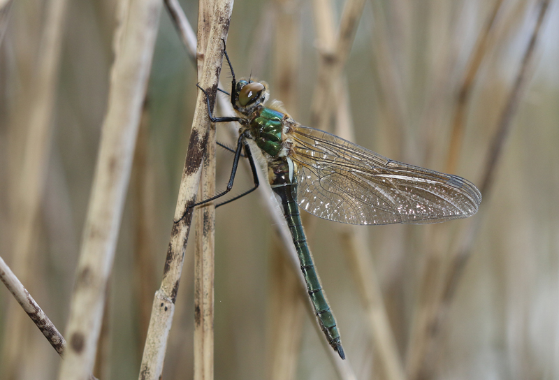 Falkenlibelle