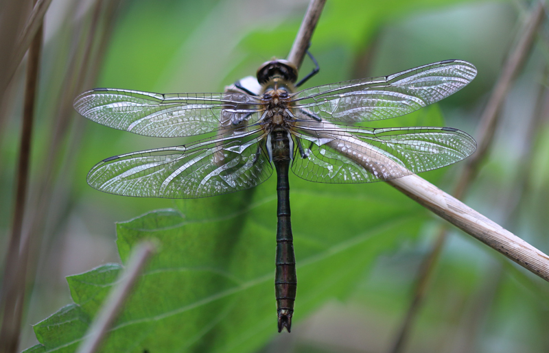 Falkenlibelle