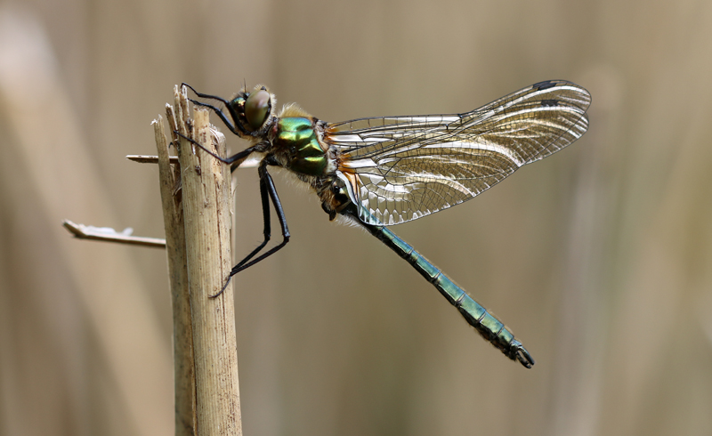 Falkenlibelle