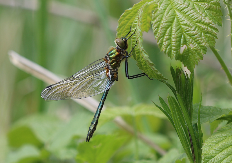 Falkenlibelle