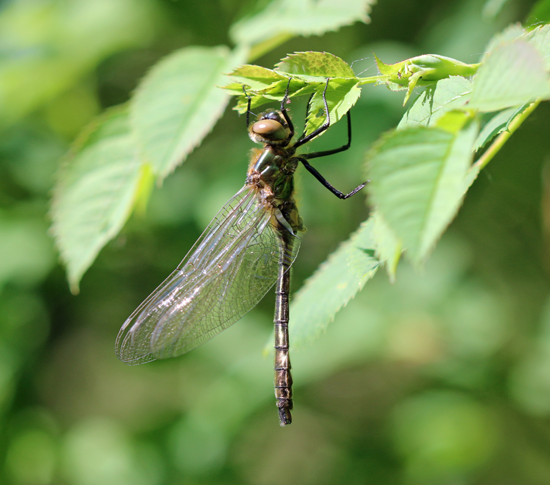 Falkenlibelle