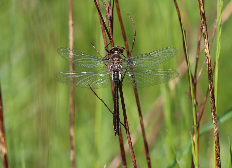 Falkenlibelle - © Bea