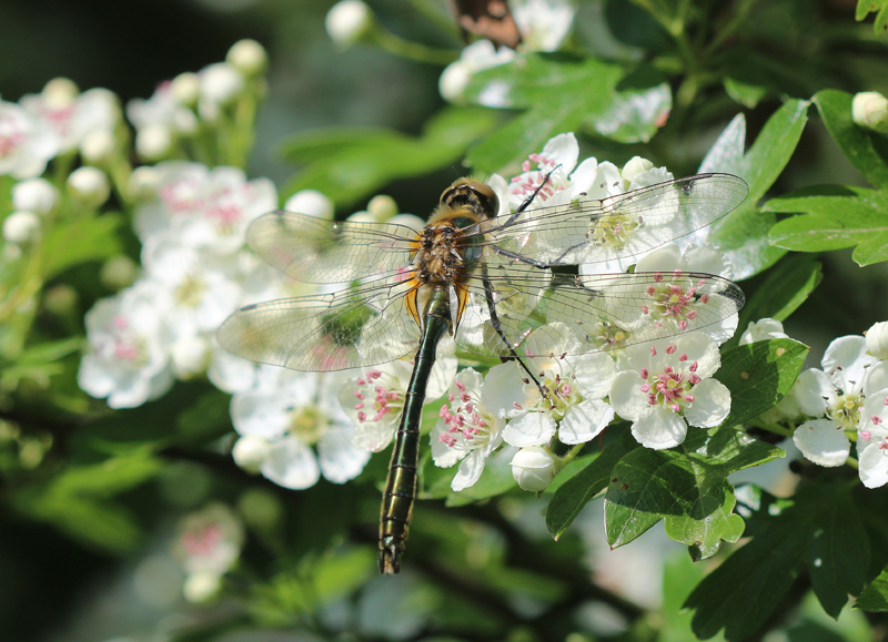 Falkenlibelle