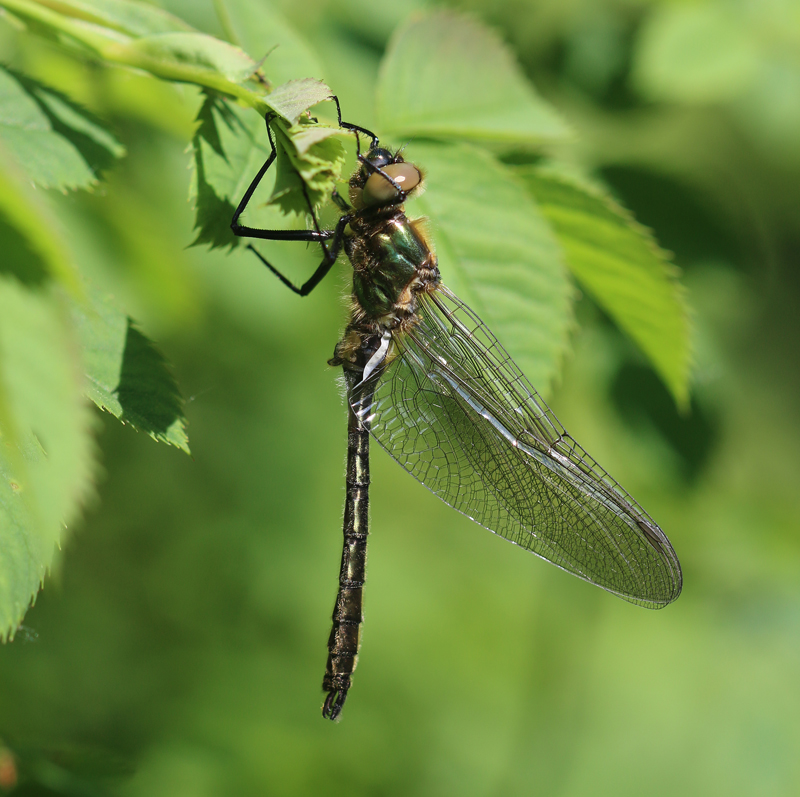 Falkenlibelle