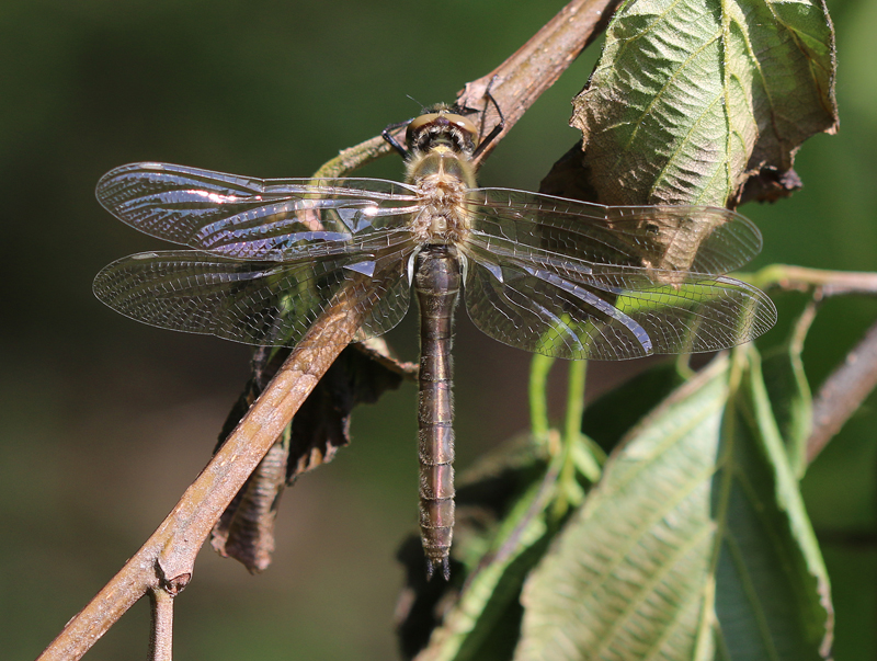 Falkenlibelle