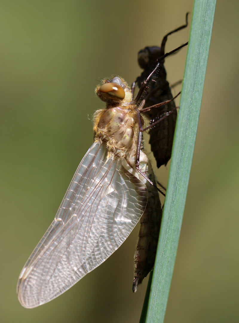 Falkenlibelle