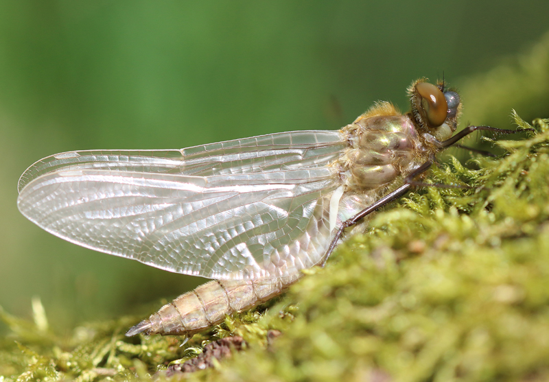 Falkenlibelle