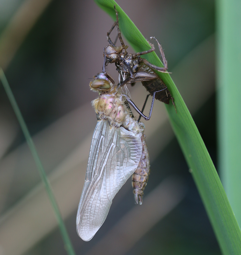 Falkenlibelle