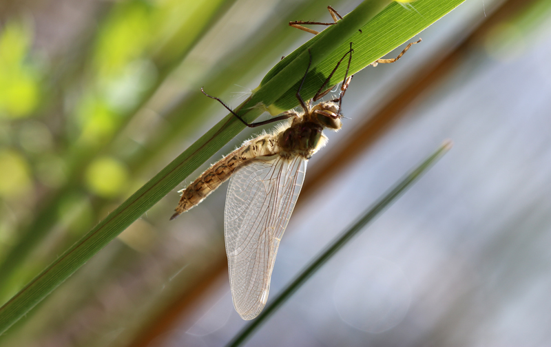 Falkenlibelle