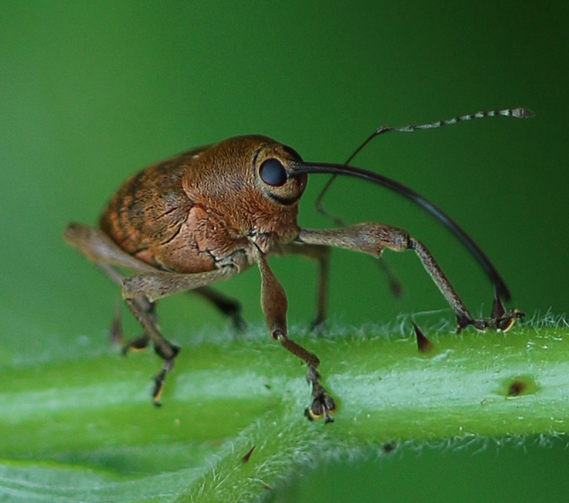 Gewöhnlicher Eichelbohrer