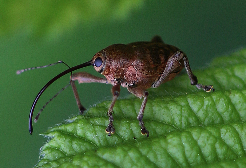 Gewöhnlicher Eichelbohrer