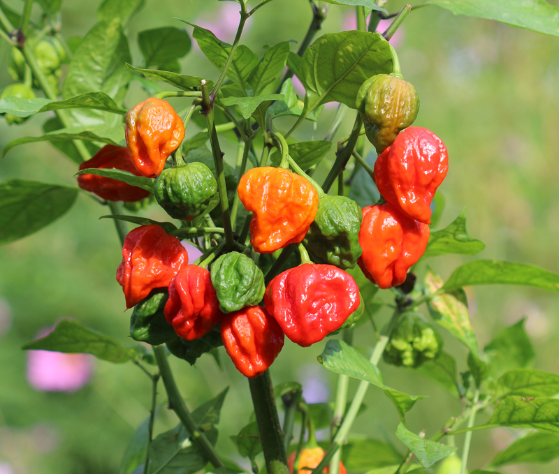 Carolina Reaper