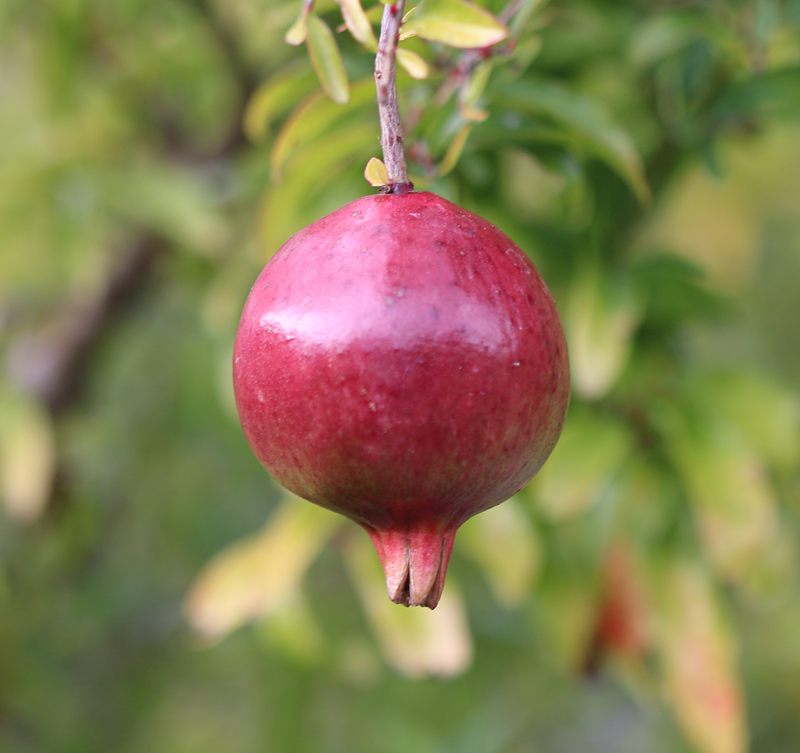 Zwerg-Granatapfel