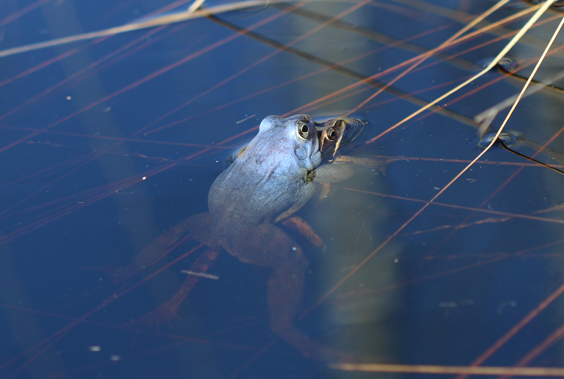 Moorfrosch