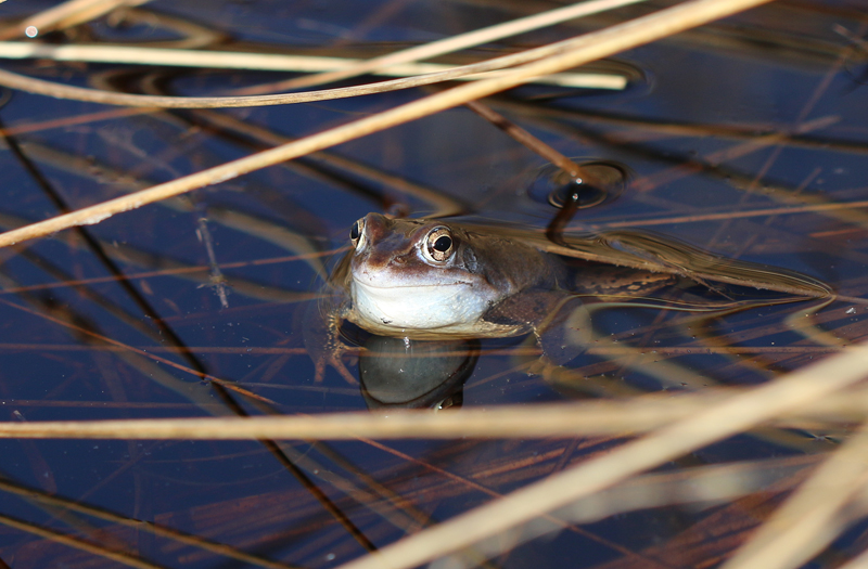 Moorfrosch