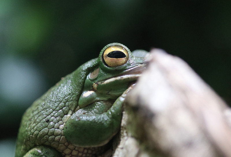 Neuguinea-Riesenlaubfrosch