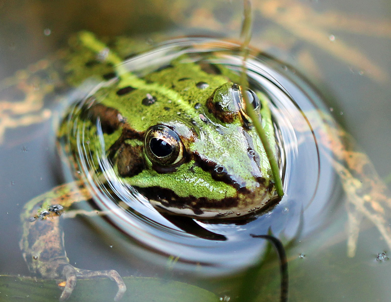 Teichfrosch