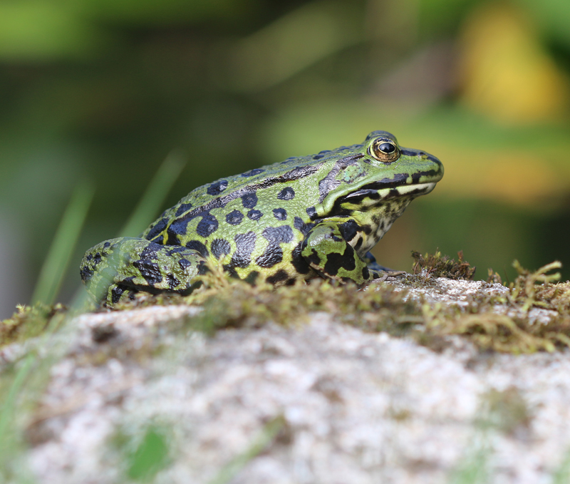 Teichfrosch