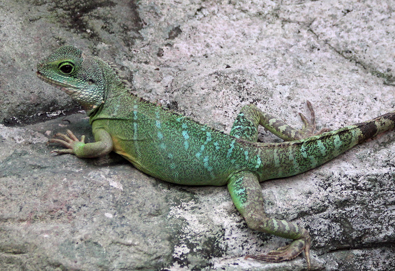 Grüne Wasseragame