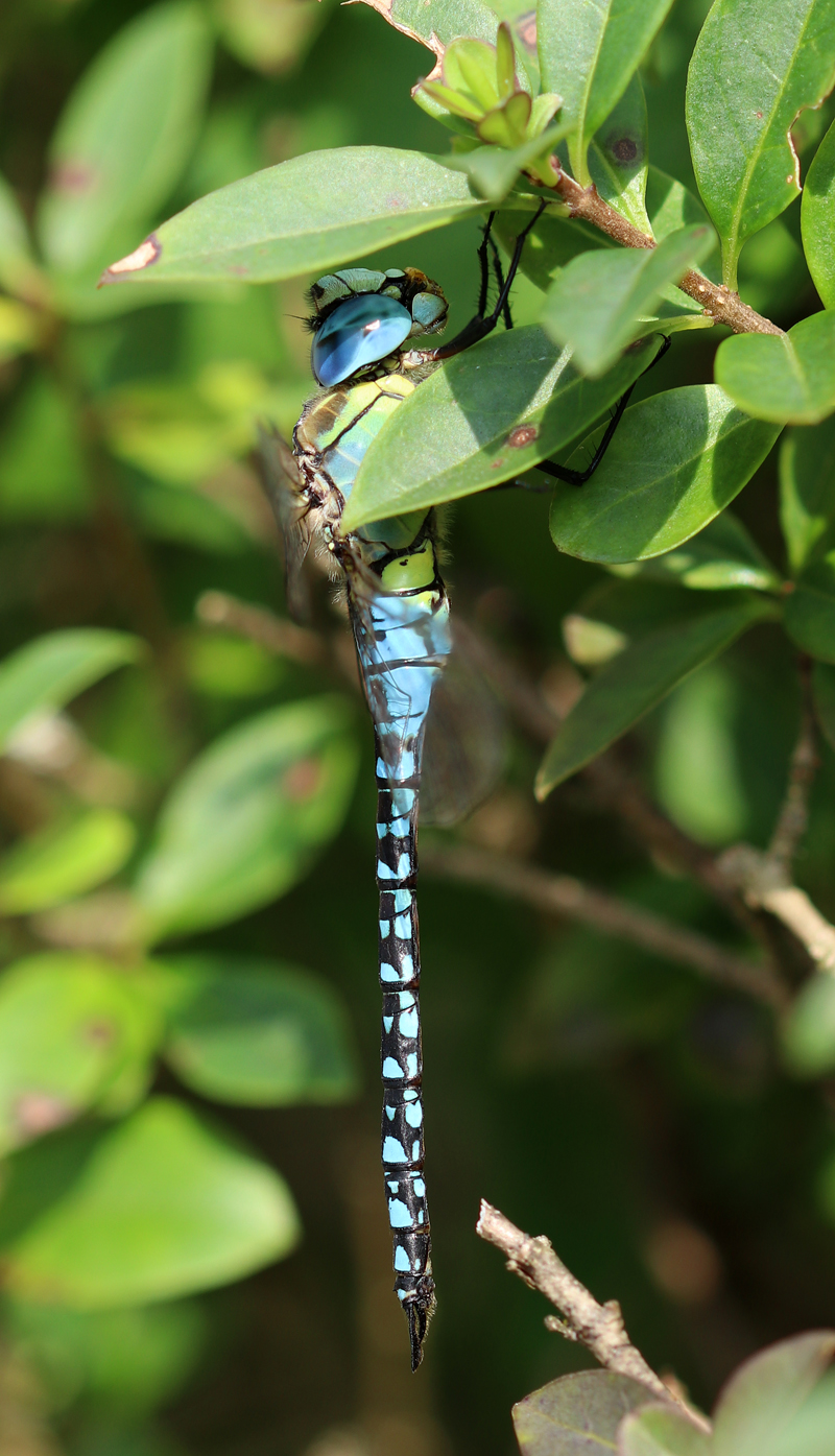 Südliche Mosaikjungfer