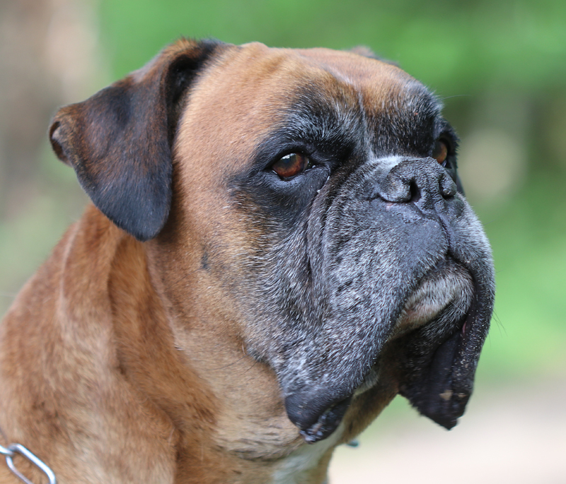 Deutscher Boxer