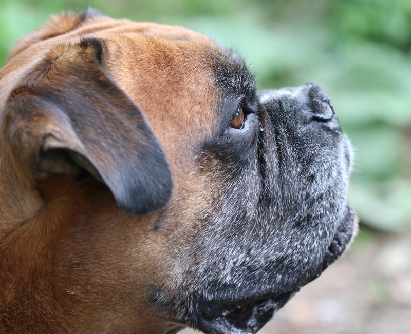 Deutscher Boxer