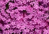 Polster-Phlox Polster-Phlox
