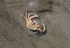 Strand Strand