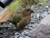 Kea