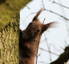 Eurasisches Eichhörnchen