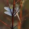 Große Heidelibelle