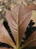 Kastanienblättriges Schaublatt