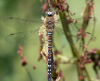 Herbst Mosaikjungfer