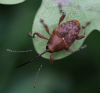 Gewöhnlicher Eichelbohrer